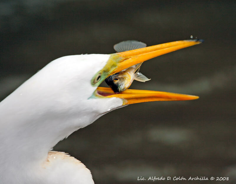 Grande Aigrette