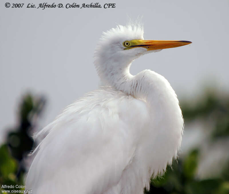 Great Egretjuvenile, close-up portrait