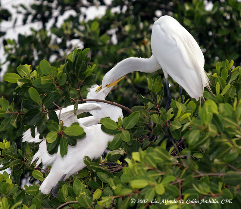 Grande Aigrette