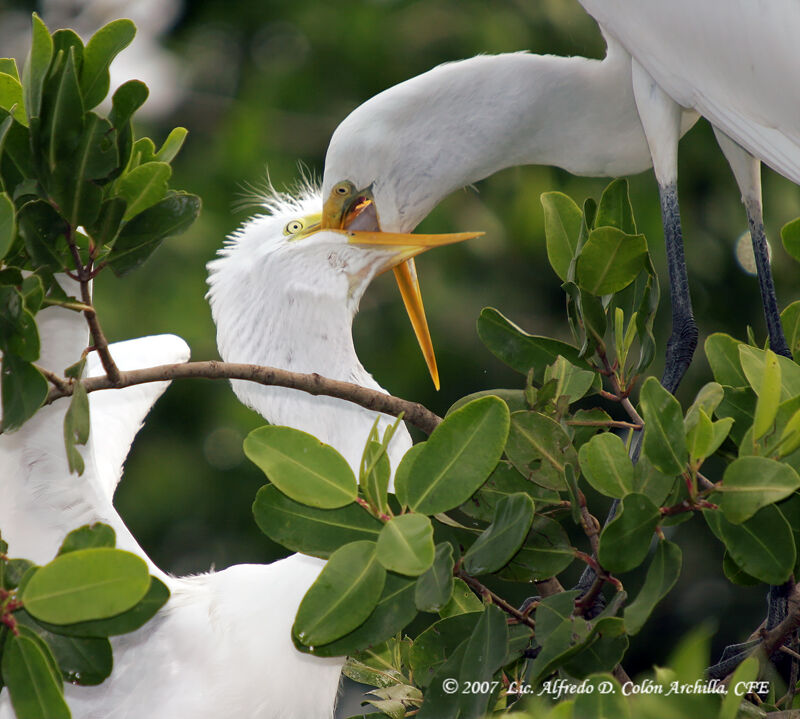 Grande Aigrette