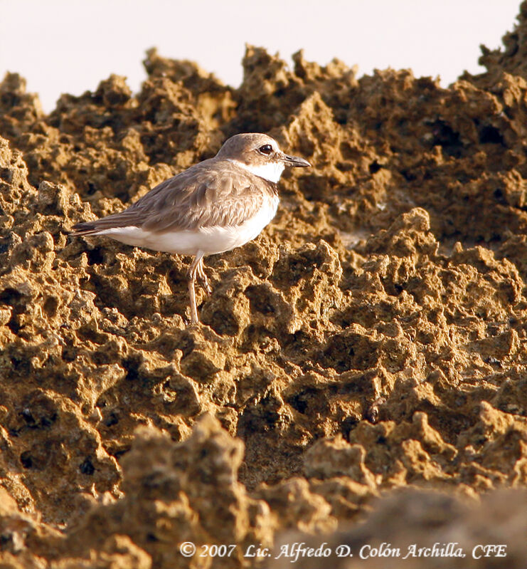 Wilson's Plover