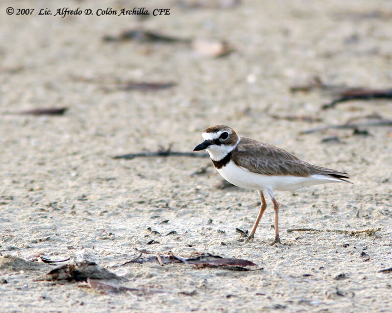 Wilson's Plover