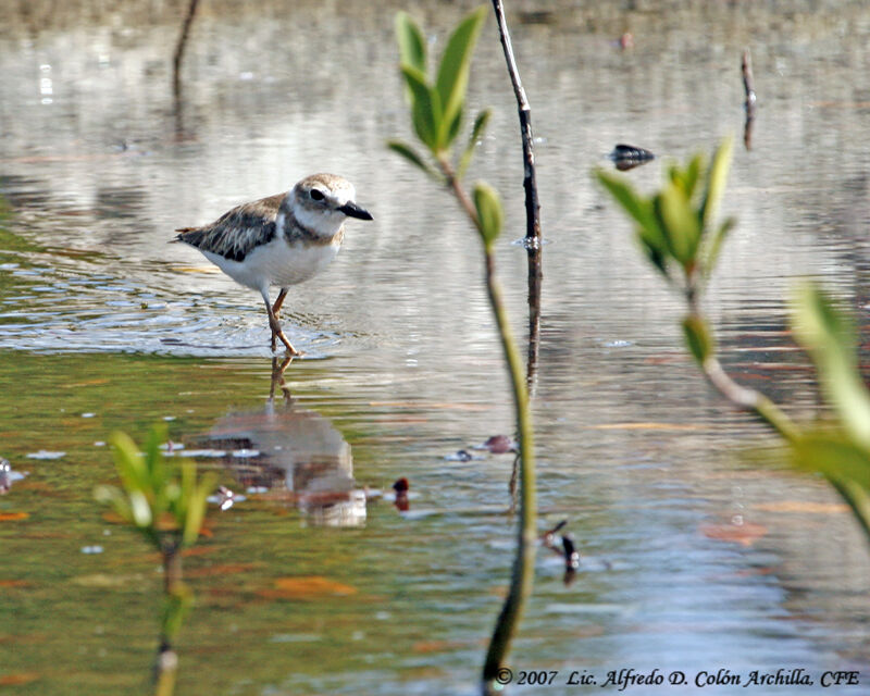 Wilson's Plover