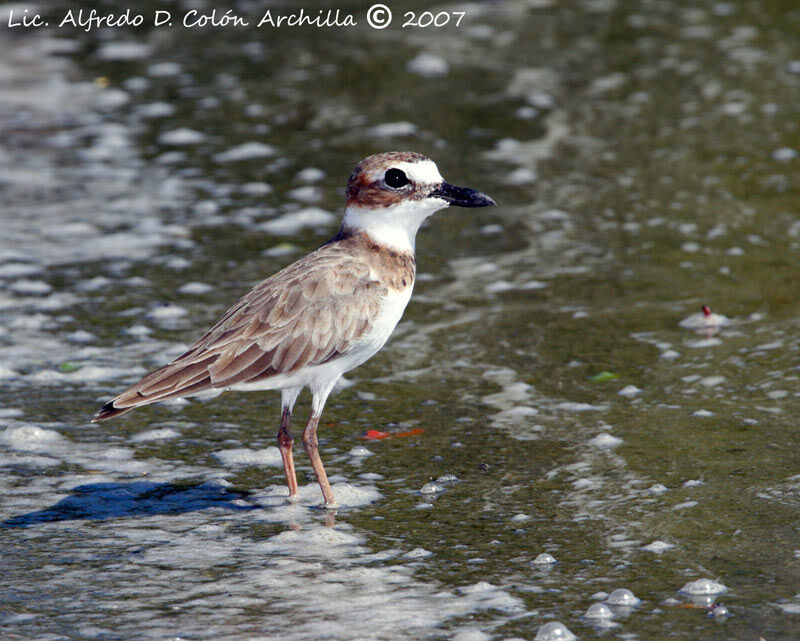 Wilson's Plover