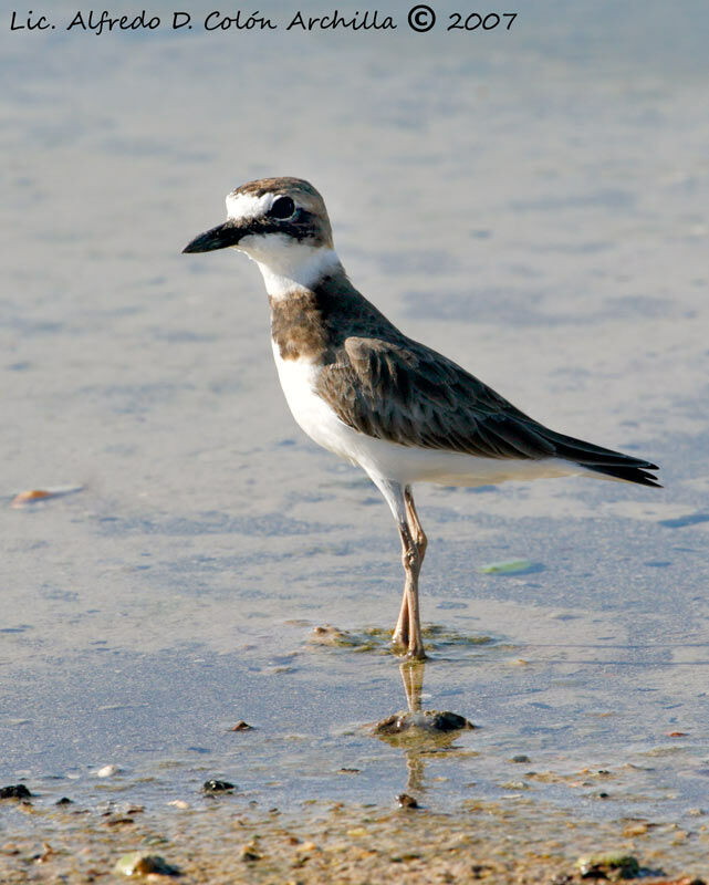 Wilson's Plover