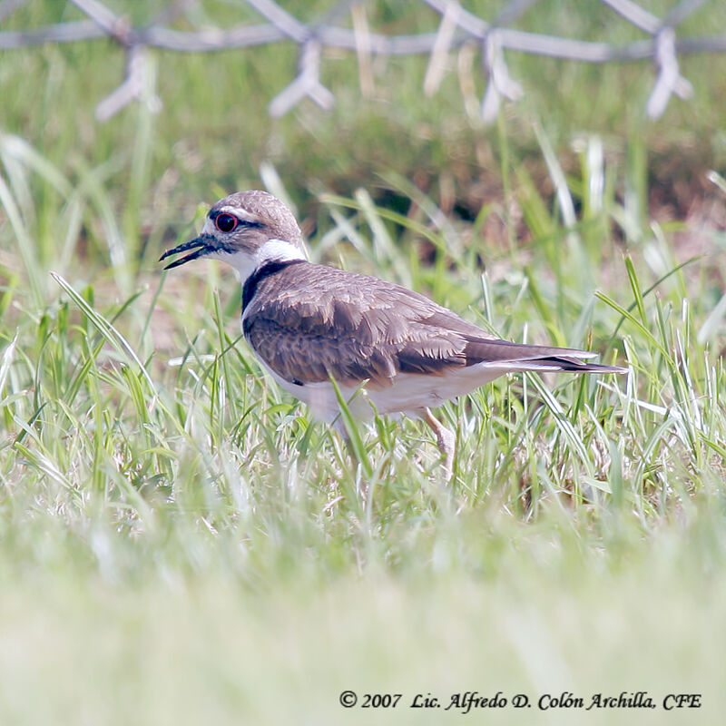 Killdeer