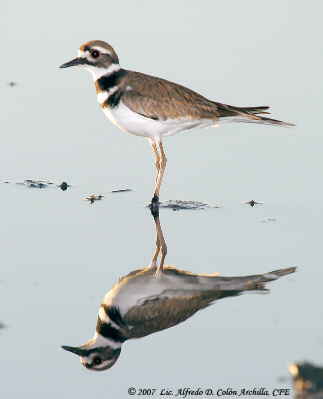 Killdeer