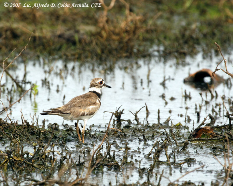 Killdeer