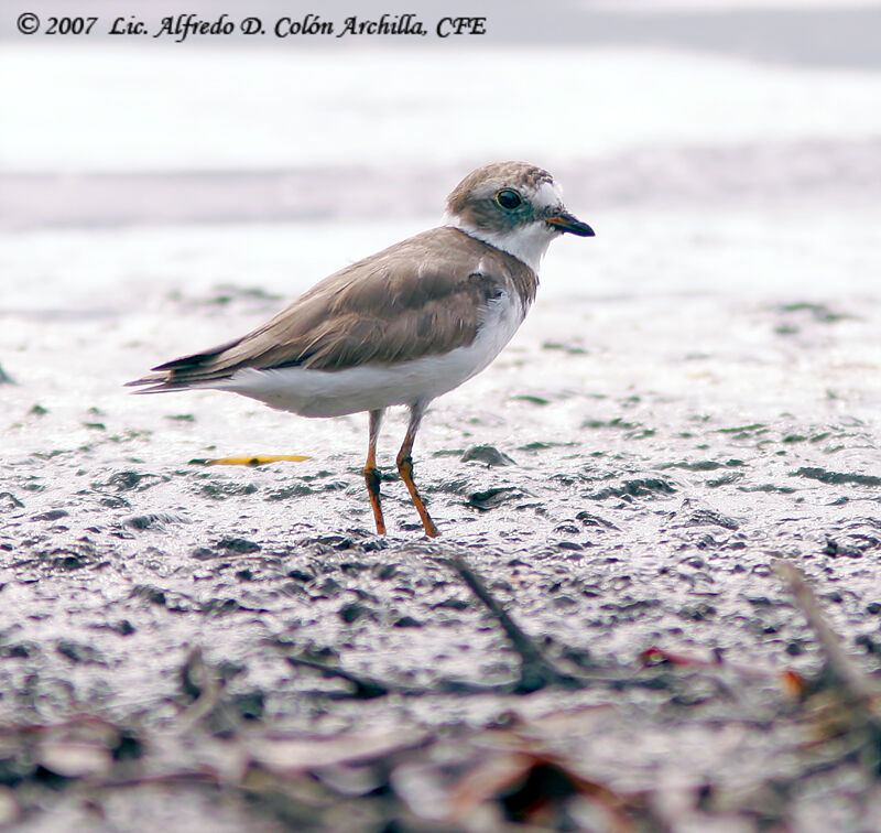 Semipalmated Plover