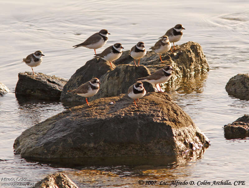 Semipalmated Ploveradult breeding, habitat, Behaviour