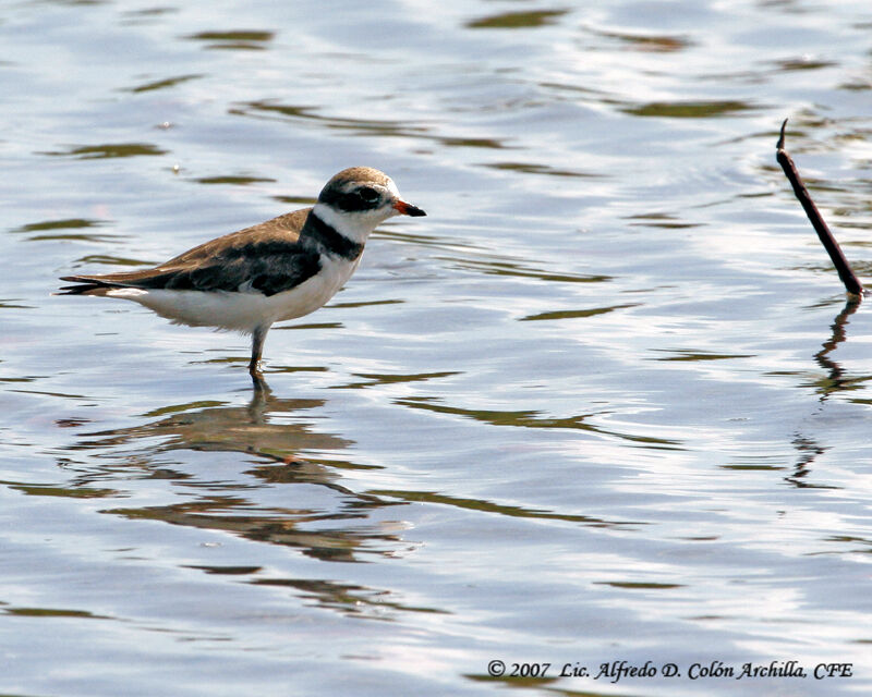 Semipalmated Plover