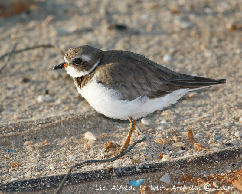 Semipalmated Plover