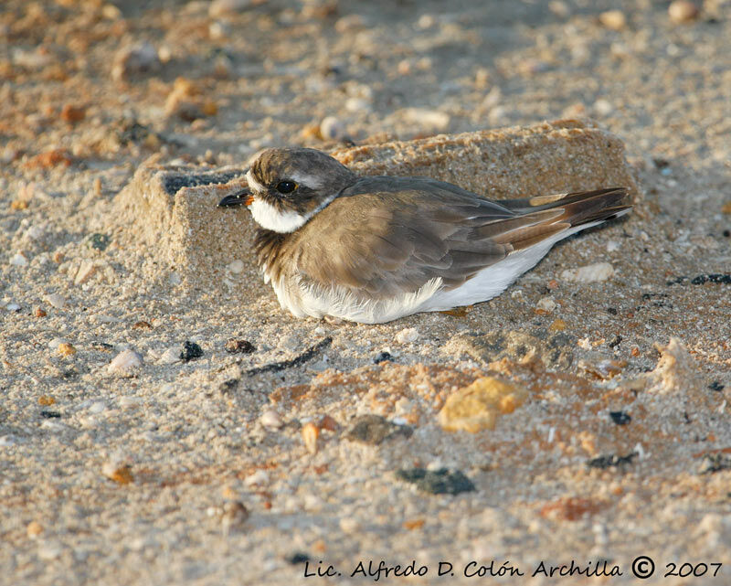 Semipalmated Plover