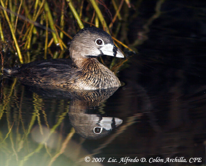 Pied-billed Grebe