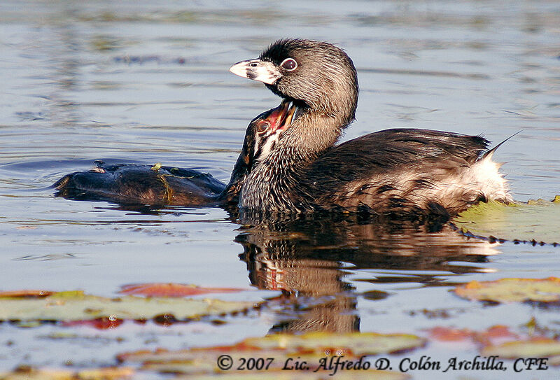 Pied-billed Grebe