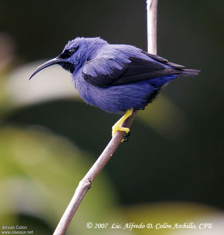 Guit-guit céruléen mâle adulte, identification