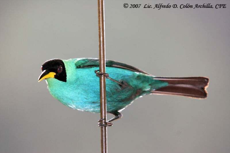 Green Honeycreeper