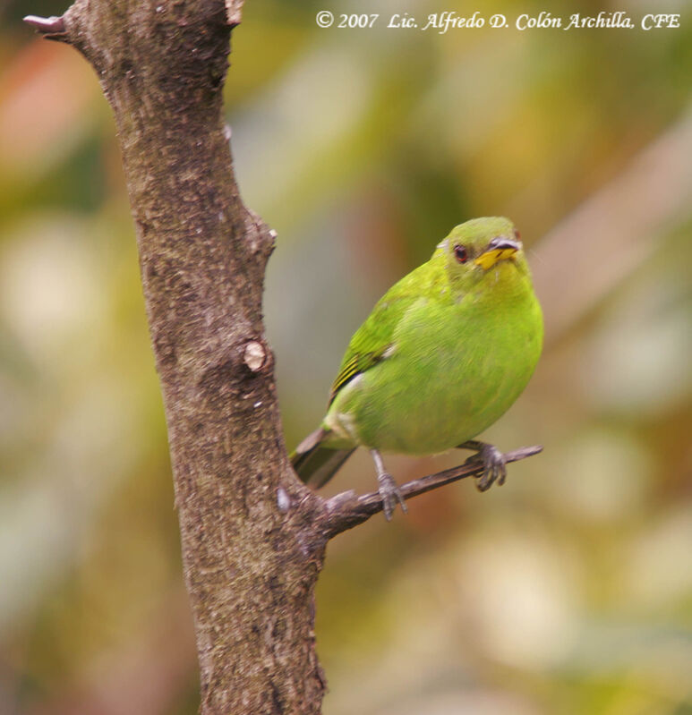 Green Honeycreeper female