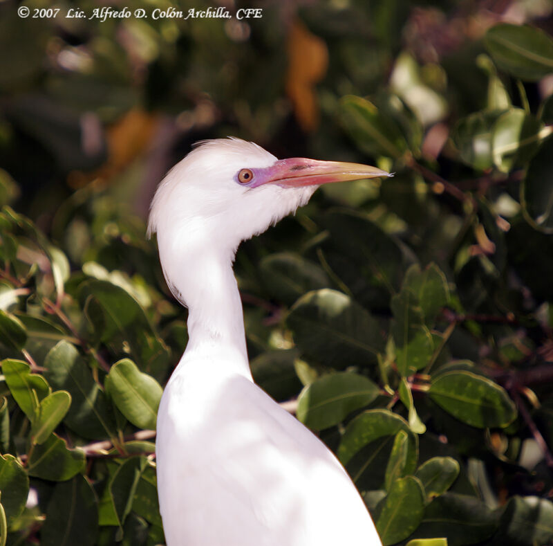 Western Cattle Egret