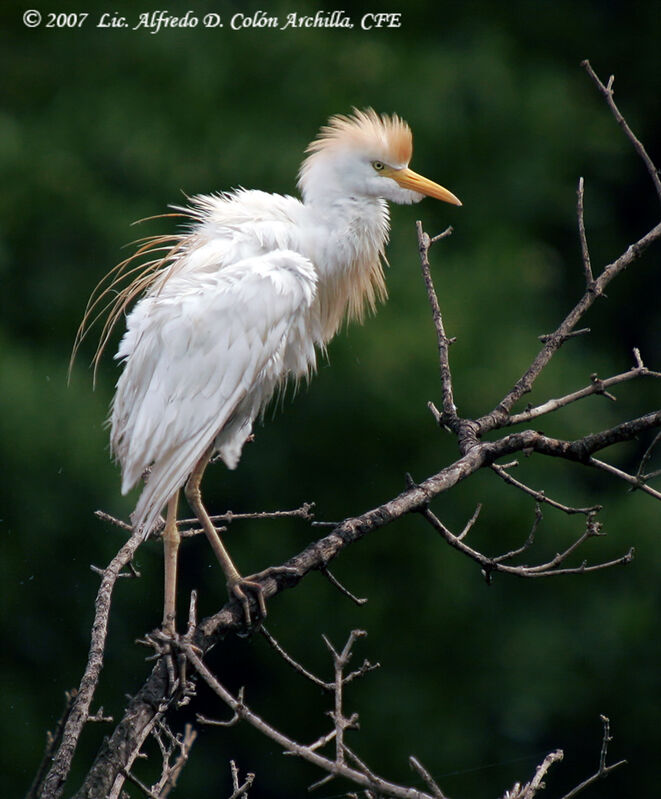 Western Cattle Egret