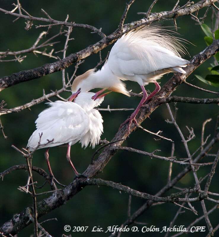 Western Cattle Egret