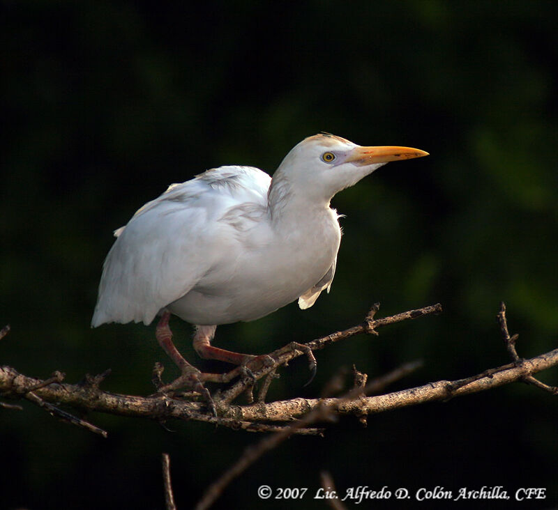 Western Cattle Egret