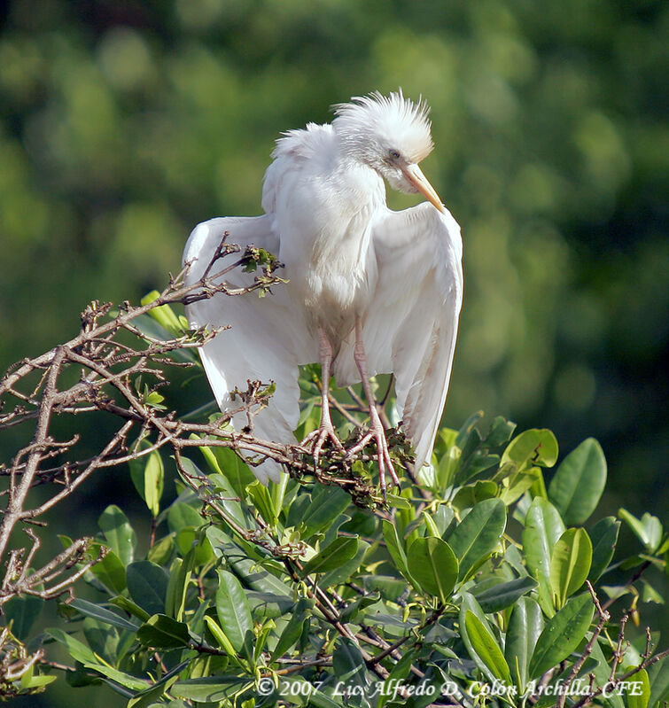 Western Cattle Egret