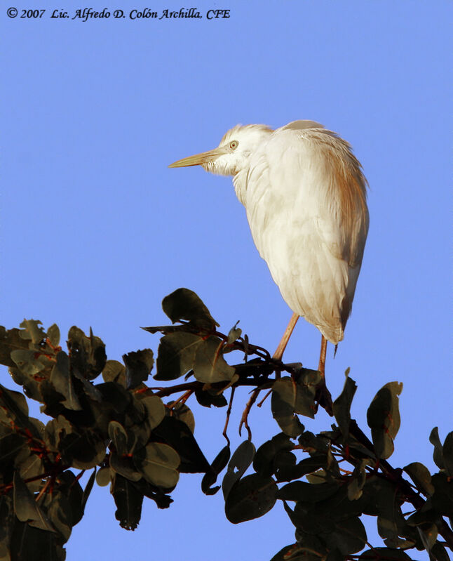 Western Cattle Egret