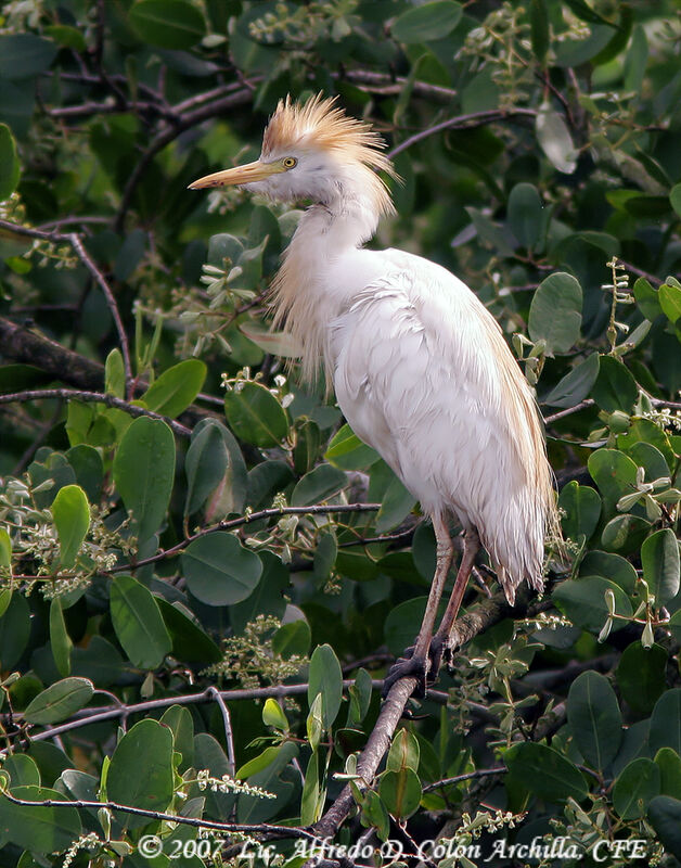 Western Cattle Egret