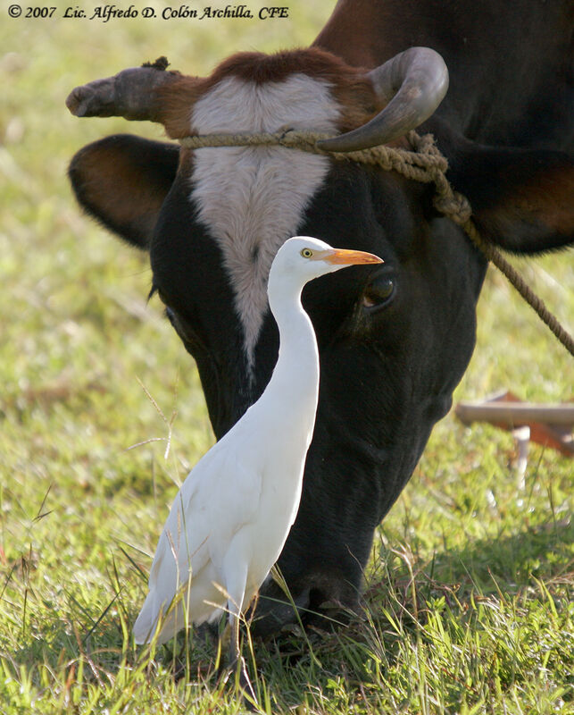 Western Cattle Egret