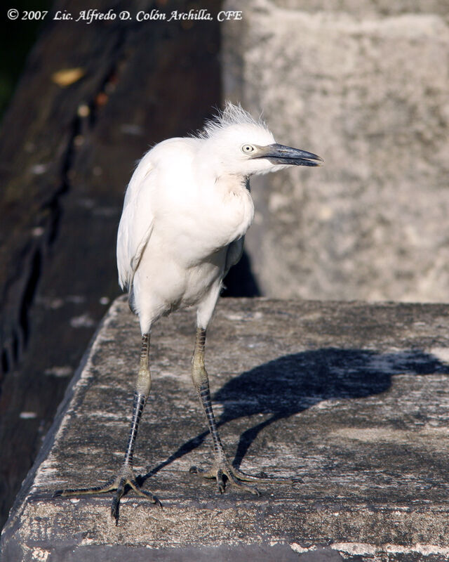 Western Cattle Egret