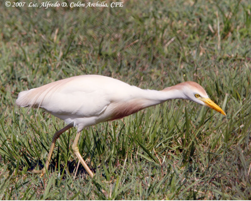 Western Cattle Egret