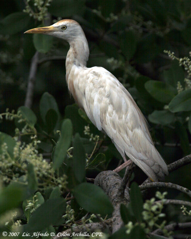 Western Cattle Egret