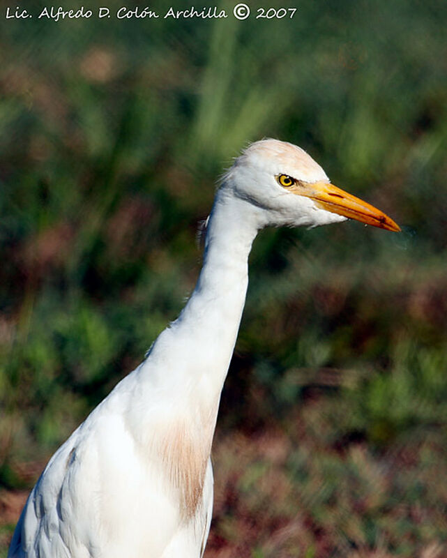 Western Cattle Egret