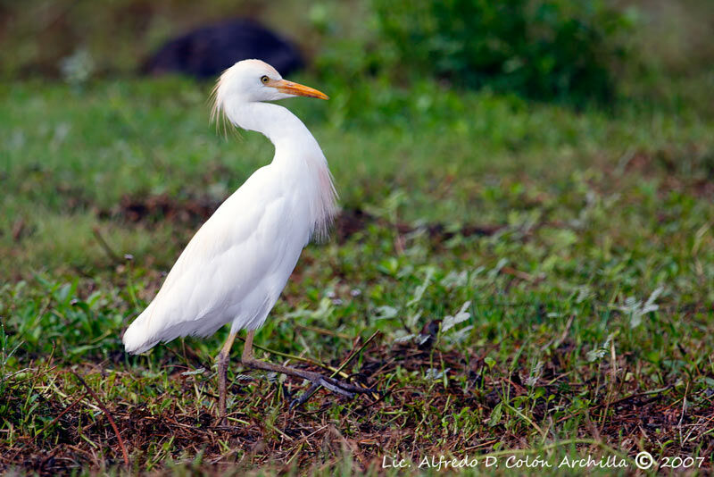 Western Cattle Egret