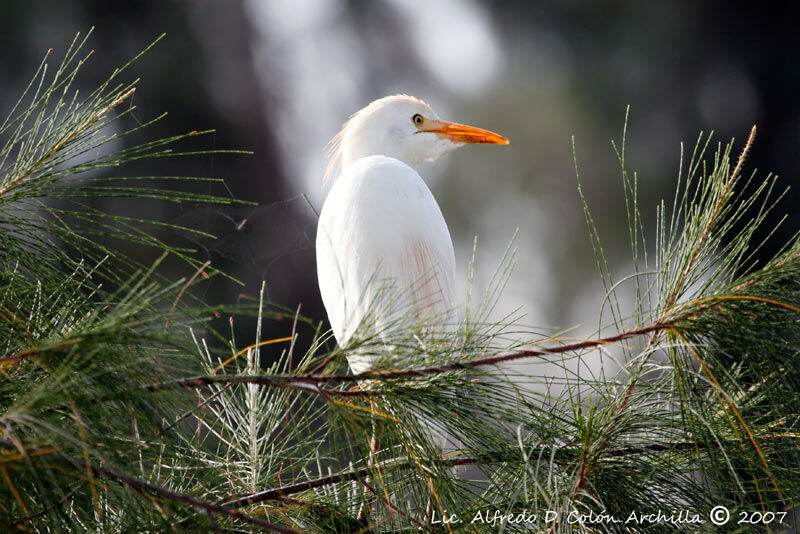 Western Cattle Egret