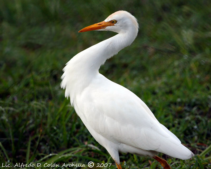 Western Cattle Egret