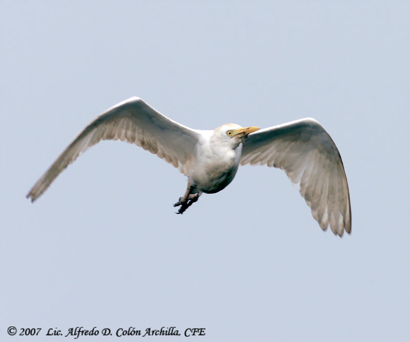 Western Cattle Egret