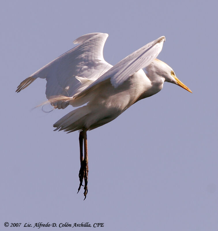 Western Cattle Egret