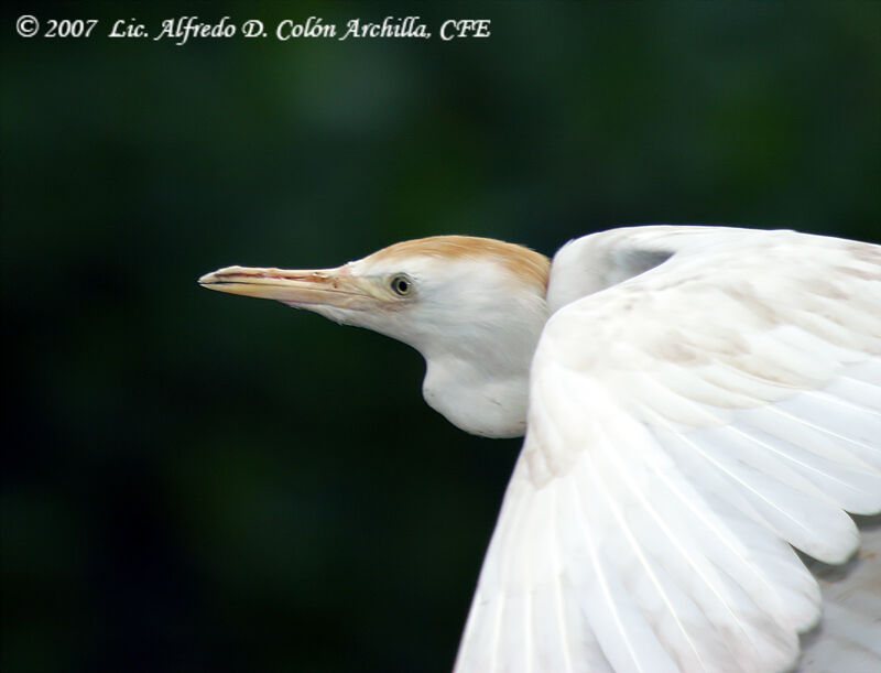 Western Cattle Egret