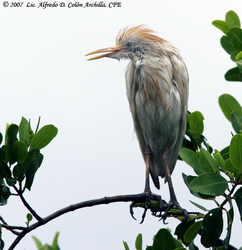 Western Cattle Egret