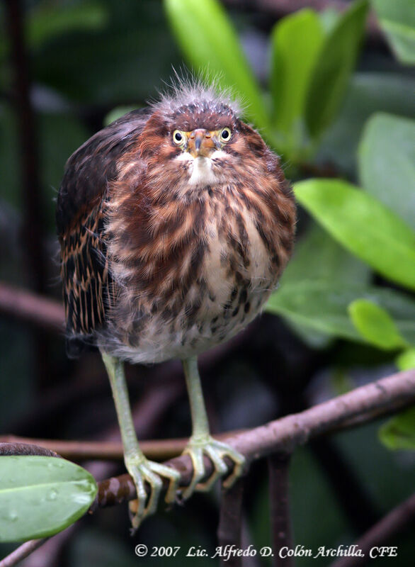 Green Heron