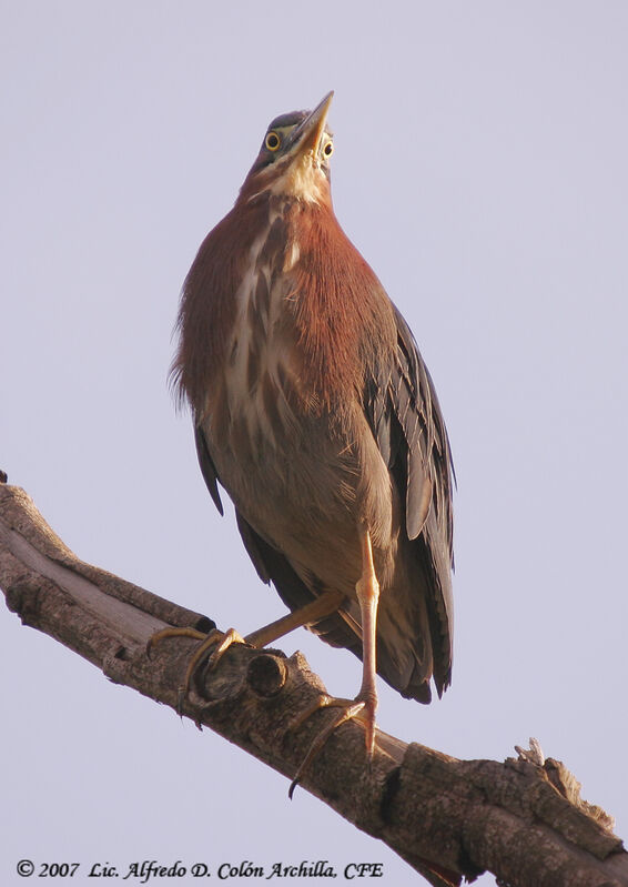 Green Heron