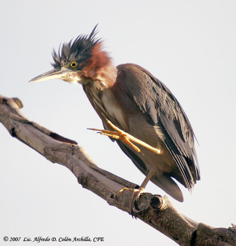 Green Heron