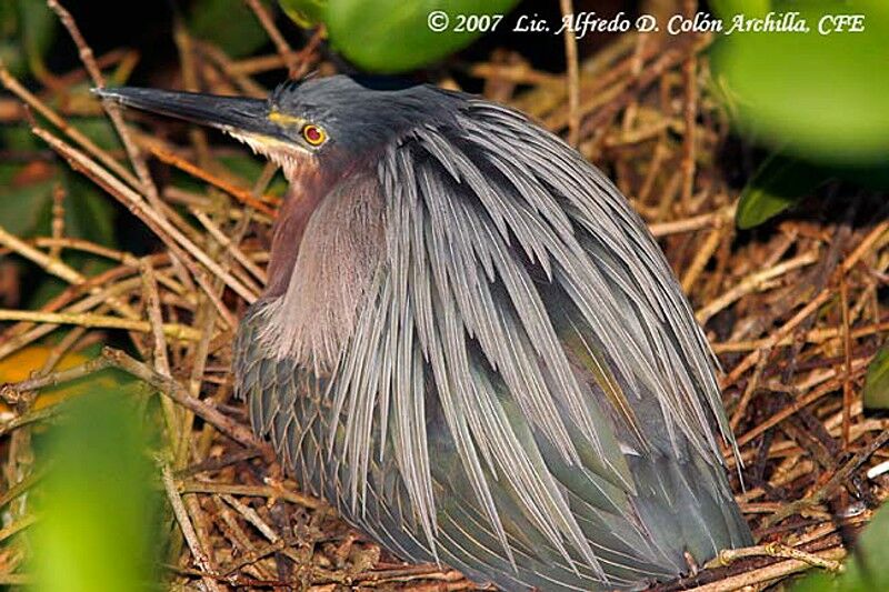 Green Heron