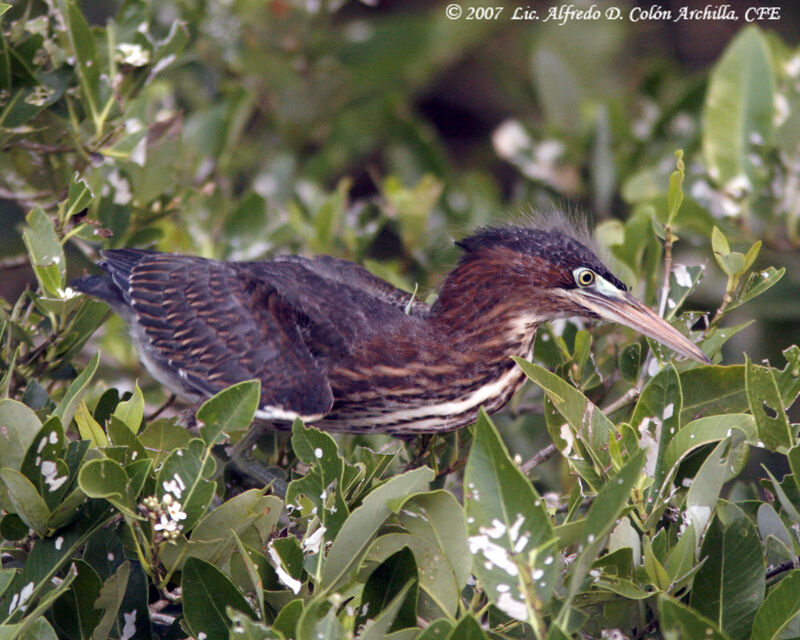 Green Heronjuvenile