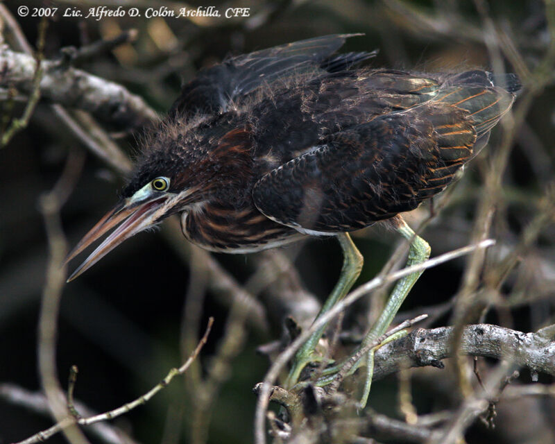 Green Heron