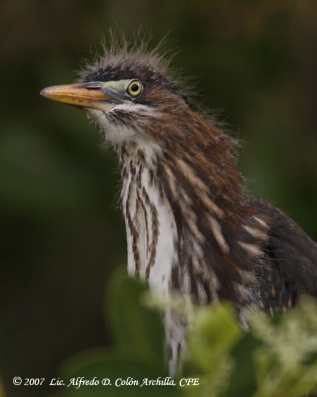 Green Heronjuvenile