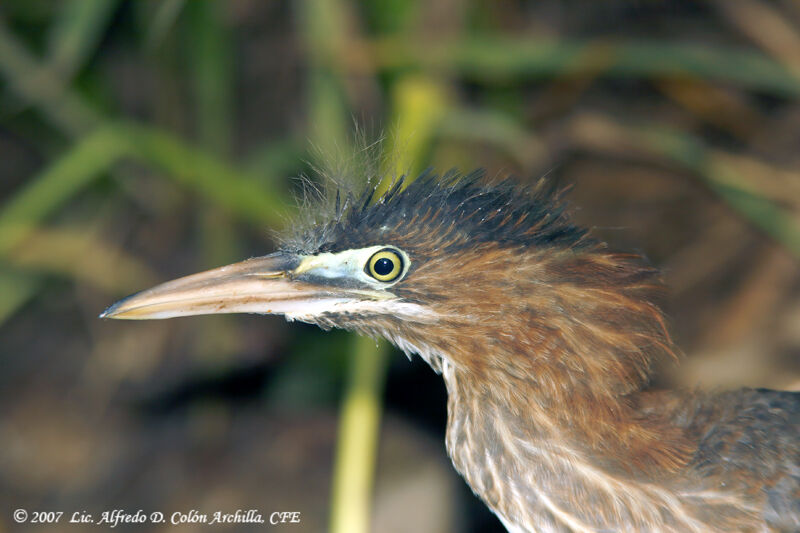 Green Heronjuvenile