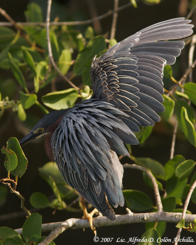 Green Heron